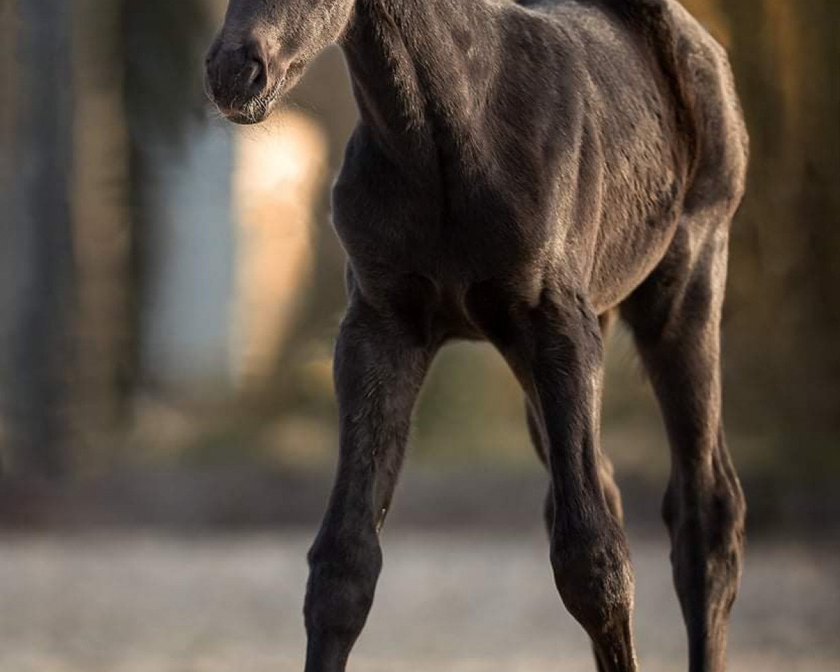 Dressurpferd Raschnime RS (Westfale, 2021, von Raven)
