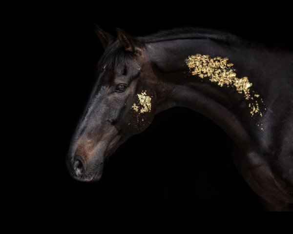 dressage horse Fedovet (KWPN (Royal Dutch Sporthorse), 2010, from Andretti)