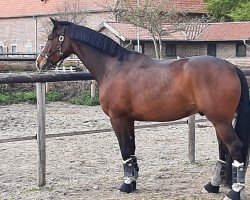 dressage horse Lisandro K (Hanoverian, 2011, from Lissaro)