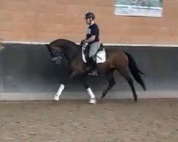 dressage horse Fabergé G (Westphalian, 2021, from Felissimo)