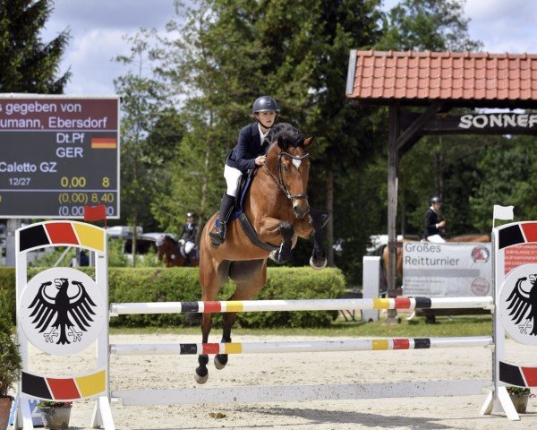 Springpferd Quintana Z (Deutsches Reitpferd, 2012, von Qui Maro)