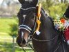 dressage horse Cadeau 64 (Holsteiner, 2018, from Clarksville)