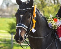 dressage horse Cadeau 64 (Holsteiner, 2018, from Clarksville)