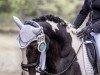 dressage horse Devon de coeur (Pony without race description, 2012)