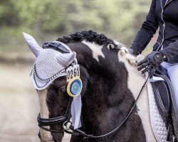 Dressurpferd Devon de coeur (Pony ohne Rassebezeichnung, 2012)