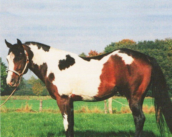 stallion Bucks a ten (Paint Horse, 1990, from Sun of a Buck)
