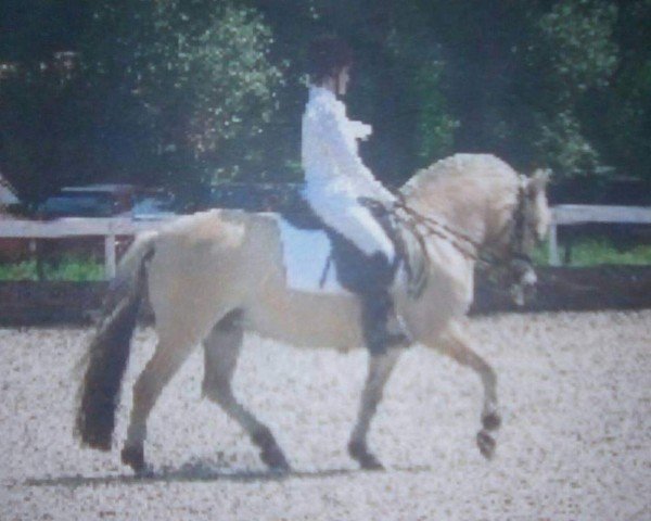 broodmare Pebbles (Fjord Horse, 1995, from Bjorgard)