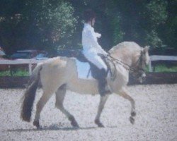 broodmare Pebbles (Fjord Horse, 1995, from Bjorgard)