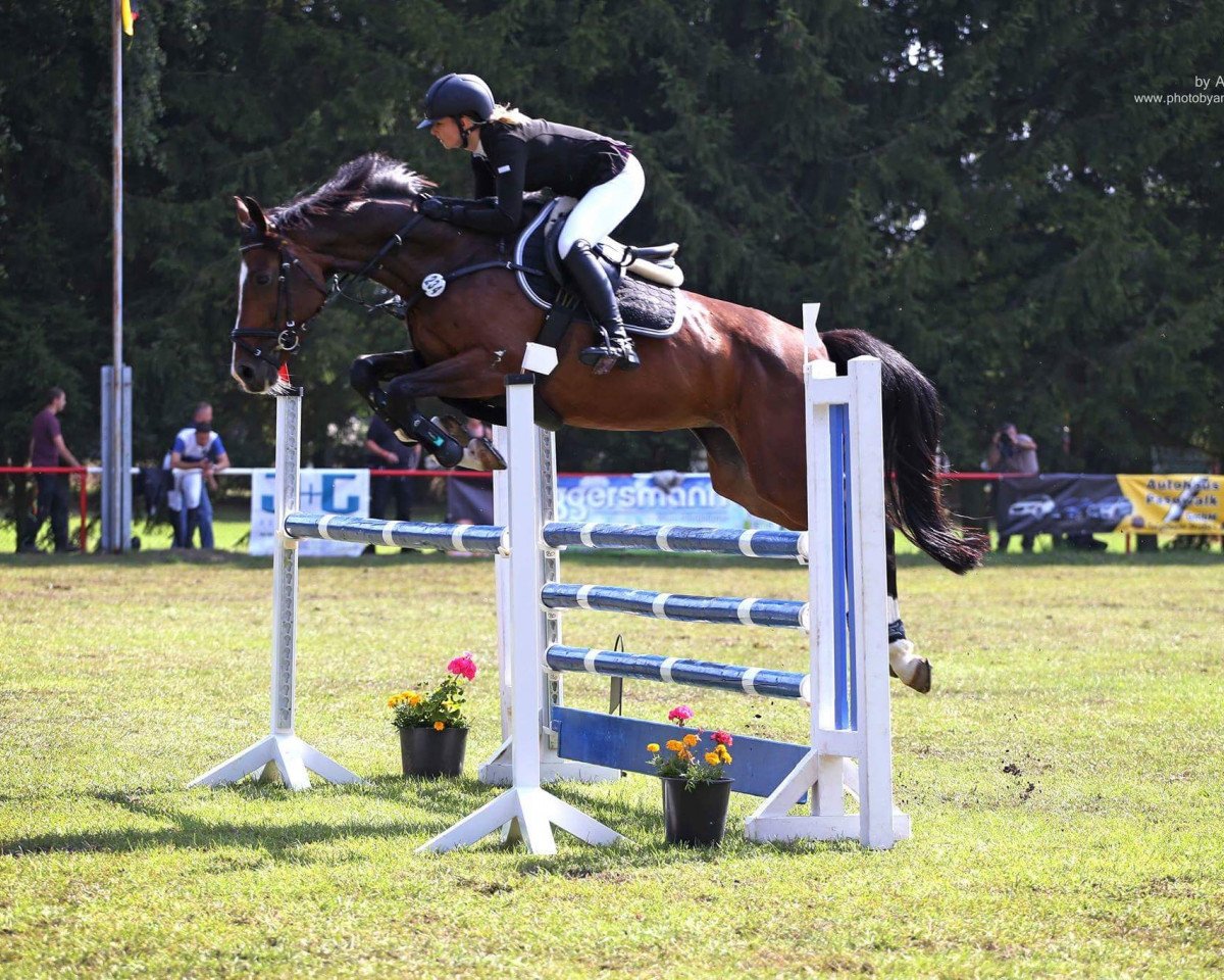 Zuchtstute Lady Levista (Deutsches Sportpferd, 2009, von Levistano)