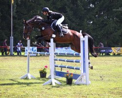 Zuchtstute Lady Levista (Deutsches Sportpferd, 2009, von Levistano)