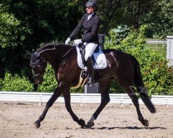 dressage horse Burnaby (Hanoverian, 2012, from Benetton Dream FRH 1301)