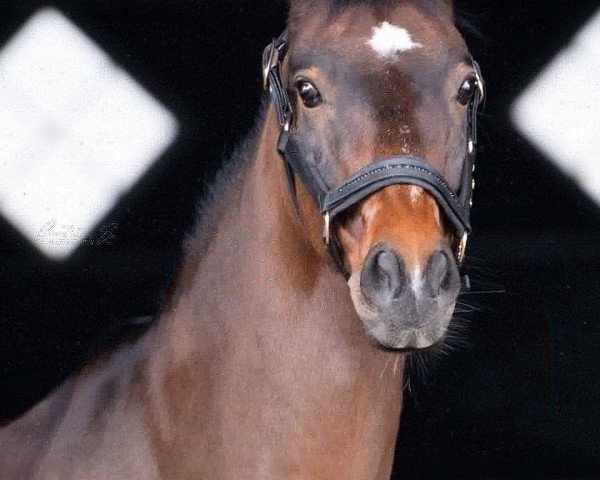 dressage horse Candaon S (German Riding Pony, 2005, from Charivari)