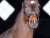 dressage horse Candaon S (German Riding Pony, 2005, from Charivari)