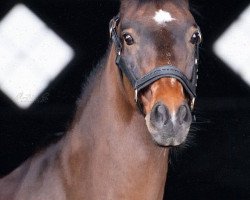 dressage horse Candaon S (German Riding Pony, 2005, from Charivari)