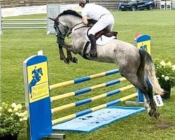 jumper Cornetta 43 (German Sport Horse, 2018, from Cornettino Ask)