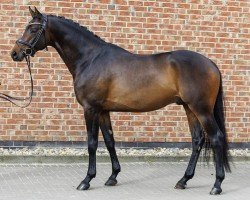 stallion Lancelot (Trakehner, 2020, from Ivanhoe)