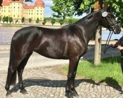 broodmare Isola Gracia (Trakehner, 2016, from Ivanhoe)