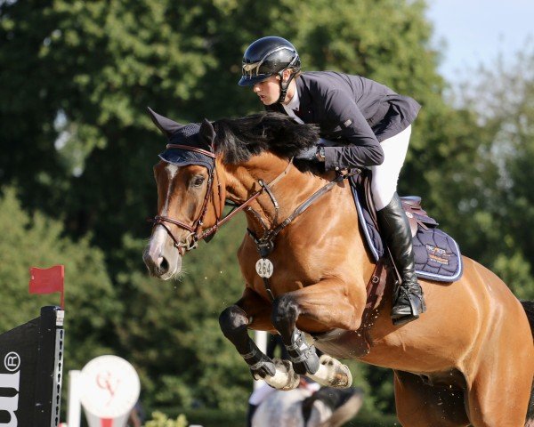 Springpferd Chacco du Rouet (Westfale, 2018, von Chacco's Son II)