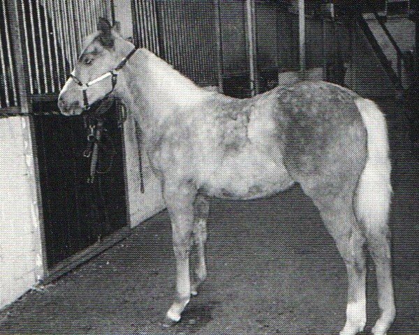 horse Taps Diamond Dee (Quarter Horse, 1993, from Taps A Bar)