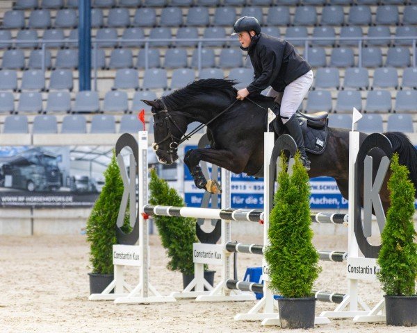Springpferd Picasso 834 (Rheinländer, 2012, von Perigueux)