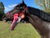 dressage horse Flash Boy (German Riding Pony, 2015, from Flash Dancer xx)