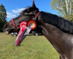 dressage horse Flash Boy (German Riding Pony, 2015, from Flash Dancer xx)