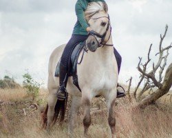 horse Norvyn (Fjord Horse, 2017, from Timor)