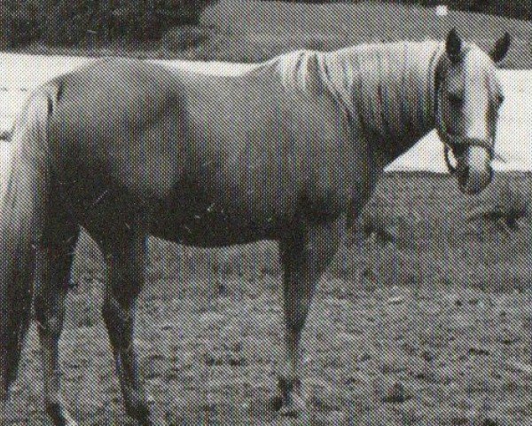 broodmare Ima Sassy Diamond (Quarter Horse, 1981, from Mr Diamond Dude)