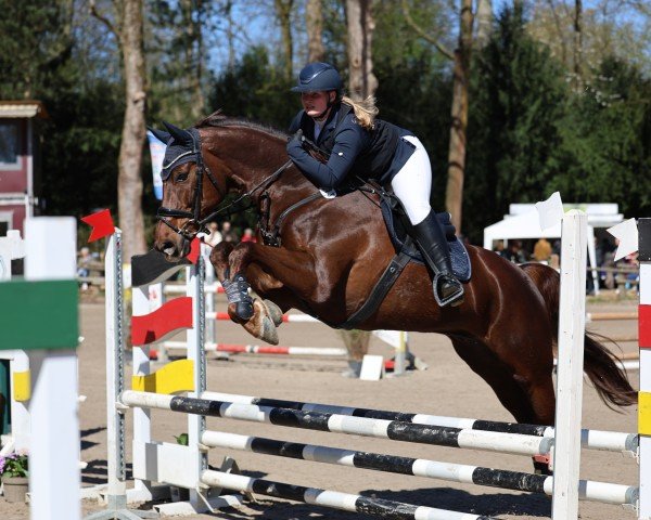dressage horse Ernesto (Westphalian, 2016, from Ehrenstolz)