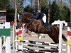 dressage horse Ernesto (Westphalian, 2016, from Ehrenstolz)