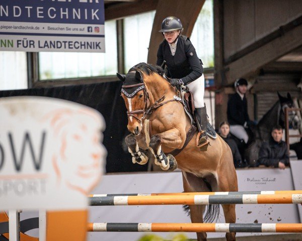 Springpferd Nielotti (KWPN (Niederländisches Warmblut), 2018, von Eldorado vd Zeshoek Tn)