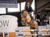 jumper Nielotti (KWPN (Royal Dutch Sporthorse), 2018, from Eldorado vd Zeshoek Tn)