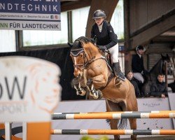 jumper Nielotti (KWPN (Royal Dutch Sporthorse), 2018, from Eldorado vd Zeshoek Tn)
