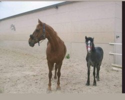 broodmare Gina (Hanoverian, 1989, from Grossmogul)