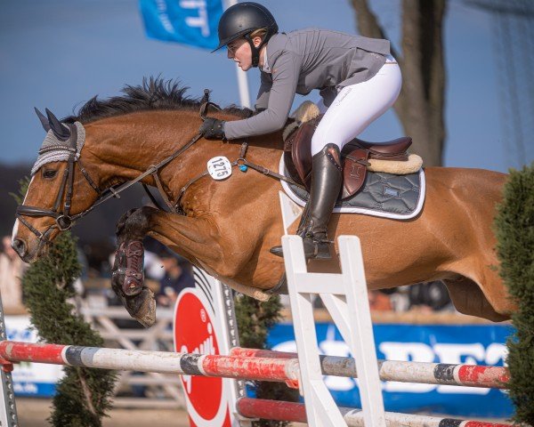 Springpferd Ganieus (KWPN (Niederländisches Warmblut), 2011, von Zacharov Tn)