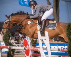 jumper Ganieus (KWPN (Royal Dutch Sporthorse), 2011, from Zacharov Tn)