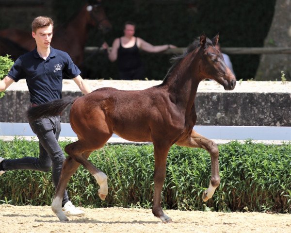 dressage horse Bright Sox (Westphalian, 2021, from Baccardi’s Best)