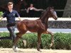 dressage horse Bright Sox (Westphalian, 2021, from Baccardi’s Best)