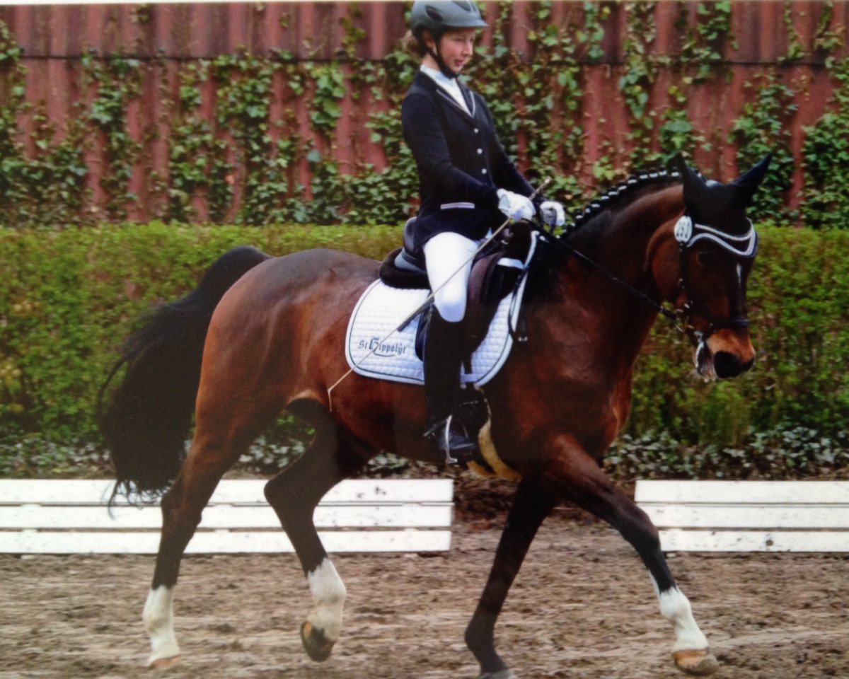 Dressurpferd Faitaccomply G (Westfale, 1994, von Foxtrott)