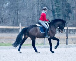 Pferd Papillon Noir (Westfale, 2012, von Pik Labionics)