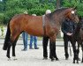 broodmare Franciska 10 (Westphalian, 2010, from Flanagan)