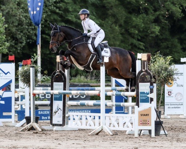 Springpferd Djust Dyou (Holsteiner, 2020, von Diarado)