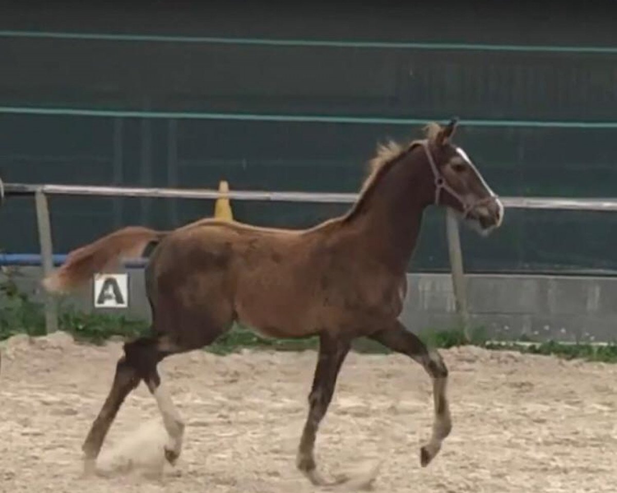 dressage horse Diamiro RS (Hanoverian, 2020, from Don Deluxe)