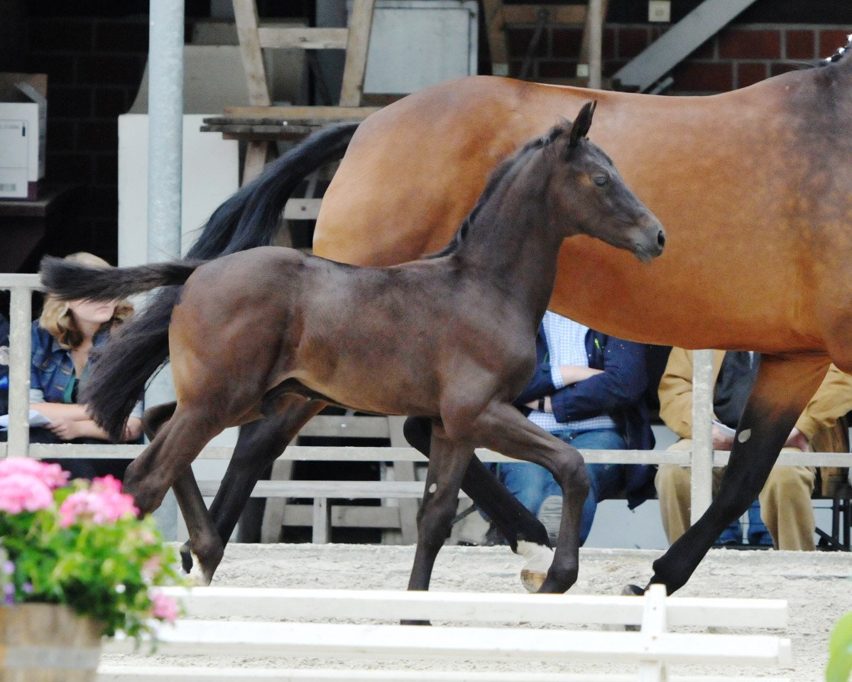 stallion Zauberberg (Westphalian, 2017, from Zonik One)