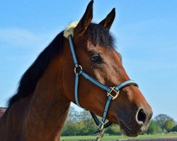 dressage horse Calisto (Rhinelander, 2010, from Castellini)