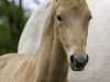 dressage horse Marco Polo TS (Westphalian, 2021, from Morricone)