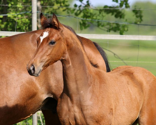 dressage horse Zak Storm TS (Oldenburg, 2021, from Zafferano 3)