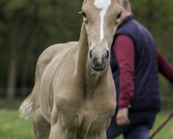 dressage horse Tiffany TS (Westphalian, 2021, from Sir Heinrich OLD)