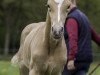 dressage horse Tiffany TS (Westphalian, 2021, from Sir Heinrich OLD)