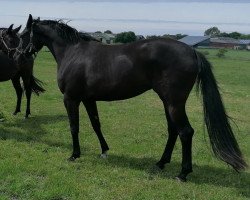 broodmare Magnolia (Oldenburg, 2018, from Tannenhof's Download)